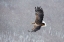 Picture of JAPAN-HOKKAIDO-KUSHIRO PORTRAIT OF A WHITE-TAILED EAGLE IN FLIGHT DURING A SNOW SQUALL