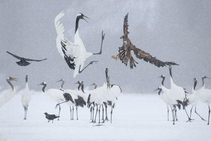 Picture of JAPAN-HOKKAIDO-KUSHIRO WHITE-TAILED EAGLE ATTEMPTS TO LAND AMONG A GROUP