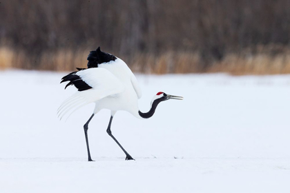 Picture of JAPAN-HOKKAIDO-KUSHIRO