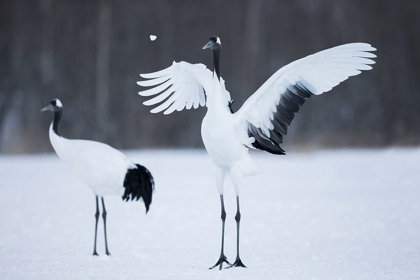 Picture of A RED-CROWNED CRANE THROWS A CHUNK OF SNOW IN THE AIR AS PART OF ITS COURTSHIP DANCE