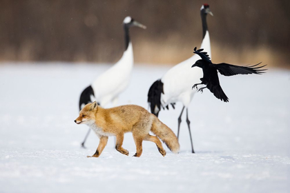 Picture of JAPAN-HOKKAIDO-KUSHIRO A CARRION CROW CHASES AWAY A RED FOX