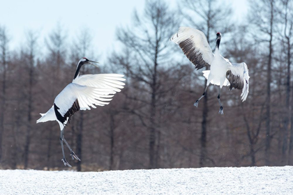 Picture of JAPAN-HOKKAIDO-TSURI-ITO-TANCHO SANCTUARY TWO RED-CROWNED CRANES JUMP HIGH IN THE AIR