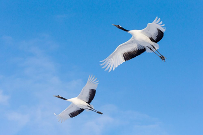 Picture of JAPAN-HOKKAIDO-KUSHIRO TWO RED-CROWNED CRANES FLY INTO THE CRANE CENTER