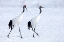 Picture of JAPAN-HOKKAIDO-KUSHIRO TWO RED-CROWNED CRANES BEGIN A COURTSHIP DANCE