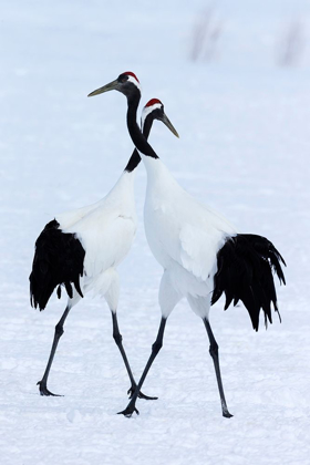 Picture of JAPAN-HOKKAIDO-KUSHIRO TWO RED-CROWNED CRANES BEGIN A COURTSHIP DANCE