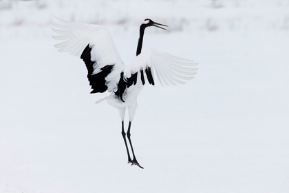 Picture of JAPAN-HOKKAIDO-KUSHIRO A RED-CROWNED CRANE ASSUMES ELEGANT POSITIONS DURING ITS COURTSHIP DANCE
