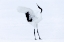 Picture of JAPAN-HOKKAIDO-KUSHIRO A RED-CROWNED CRANE ASSUMES ELEGANT POSITIONS DURING ITS COURTSHIP DANCE