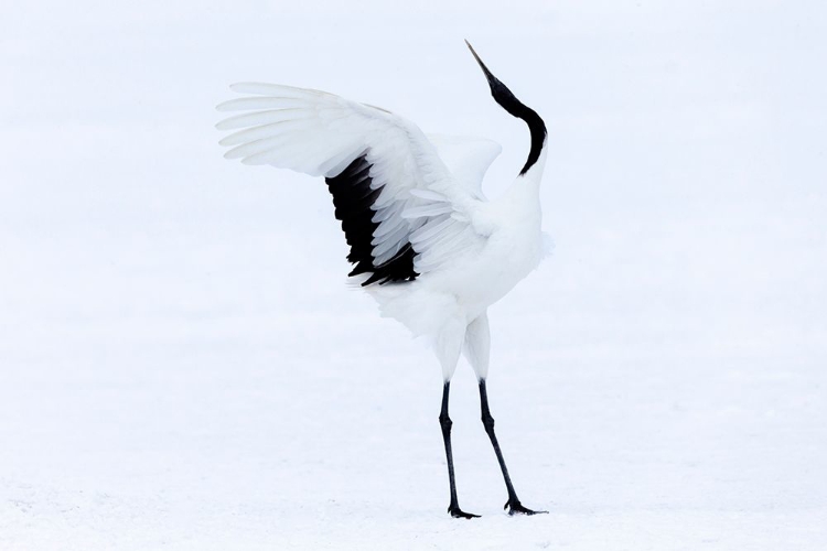 Picture of JAPAN-HOKKAIDO-KUSHIRO A RED-CROWNED CRANE ASSUMES ELEGANT POSITIONS DURING ITS COURTSHIP DANCE