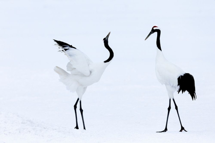 Picture of JAPAN-HOKKAIDO-KUSHIRO TWO RED-CROWNED CRANES BEGIN A COURTSHIP DANCE