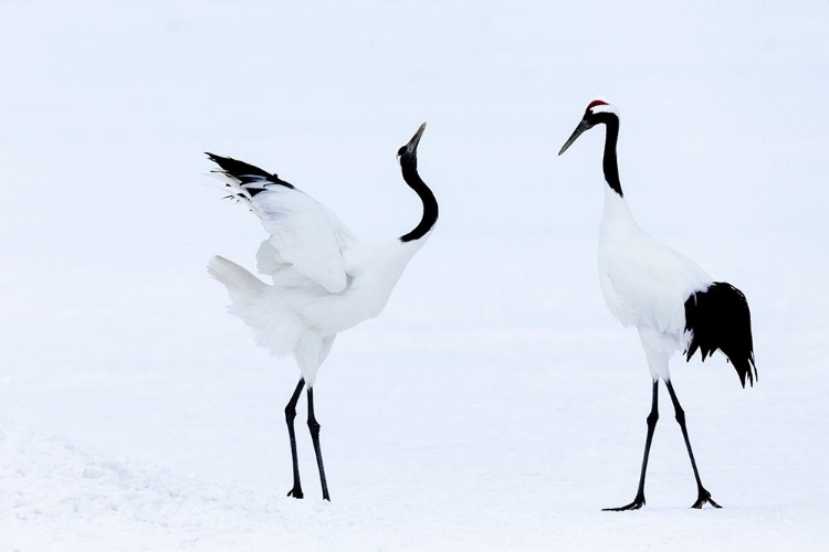 Picture of JAPAN-HOKKAIDO-KUSHIRO TWO RED-CROWNED CRANES BEGIN A COURTSHIP DANCE