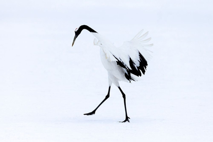 Picture of JAPAN-HOKKAIDO-KUSHIRO A RED-CROWNED CRANE ASSUMES ELEGANT POSITIONS DURING ITS COURTSHIP DANCE