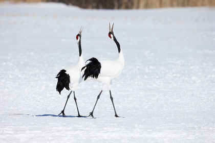 Picture of JAPAN-HOKKAIDO-KUSHIRO TWO ADULT RED-CROWNED CRANES WALK TOGETHER WHILE VOCALIZING