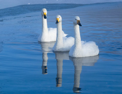 Picture of JAPAN-HOKKAIDO THREE WHOOPER SWANS SWIM IN THE WARM THERMAL EDGE OF THE FROZEN LAKE
