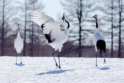 Picture of JAPAN-HOKKAIDO-KUSHIRO TWO RED-CROWNED CRANES PRACTICE THEIR COURTSHIP DANCE