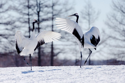 Picture of JAPAN-HOKKAIDO-KUSHIRO TWO RED-CROWNED CRANES PRACTICE THEIR COURTSHIP DANCE