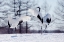 Picture of JAPAN-HOKKAIDO-KUSHIRO TWO RED-CROWNED CRANES PRACTICE THEIR COURTSHIP DANCE