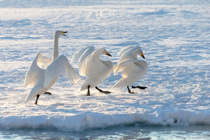 Picture of JAPAN-HOKKAIDO A GROUP OF THREE WHOOPER SWANS PARADE ALONG THE EDGE OF THE ICE