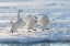 Picture of JAPAN-HOKKAIDO A GROUP OF THREE WHOOPER SWANS PARADE ALONG THE EDGE OF THE ICE