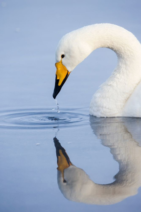 Picture of JAPAN-HOKKAIDO A WHOOPER SWAN DRIPS WATER FROM ITS BILL AFTER DRINKING