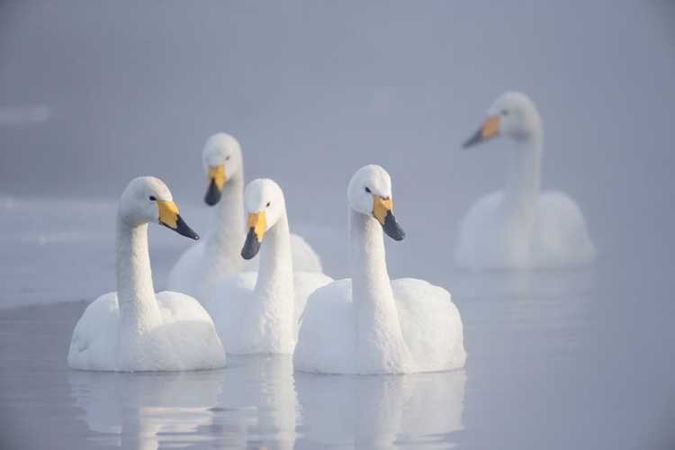 Picture of JAPAN-HOKKAIDO A GROUP OF WHOOPER SWANS FLOAT ON THE MISTY WATER