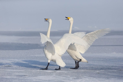 Picture of JAPAN-HOKKAIDO A PAIR OF WHOOPER SWANS CELEBRATE LOUDLY WITH EACH OTHER AFTER LANDING ON THE ICE