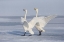 Picture of JAPAN-HOKKAIDO A PAIR OF WHOOPER SWANS CELEBRATE LOUDLY WITH EACH OTHER AFTER LANDING ON THE ICE