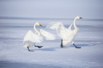 Picture of JAPAN-HOKKAIDO A PAIR OF WHOOPER SWANS CELEBRATE LOUDLY WITH EACH OTHER AFTER LANDING ON THE ICE