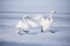 Picture of JAPAN-HOKKAIDO A PAIR OF WHOOPER SWANS CELEBRATE LOUDLY WITH EACH OTHER AFTER LANDING ON THE ICE