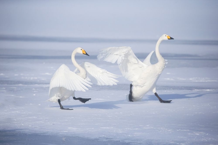 Picture of JAPAN-HOKKAIDO A PAIR OF WHOOPER SWANS CELEBRATE LOUDLY WITH EACH OTHER AFTER LANDING ON THE ICE