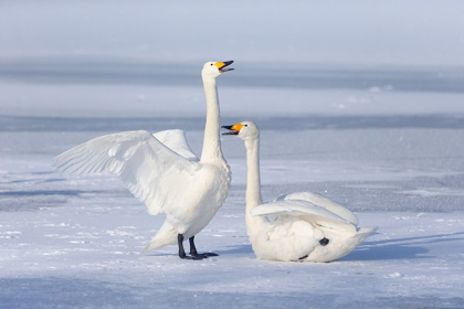 Picture of JAPAN-HOKKAIDO A PAIR OF WHOOPER SWANS CELEBRATE LOUDLY WITH EACH OTHER AFTER LANDING ON THE ICE