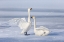 Picture of JAPAN-HOKKAIDO A PAIR OF WHOOPER SWANS CELEBRATE LOUDLY WITH EACH OTHER AFTER LANDING ON THE ICE