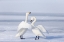 Picture of JAPAN-HOKKAIDO A PAIR OF WHOOPER SWANS CELEBRATE LOUDLY WITH EACH OTHER AFTER LANDING ON THE ICE