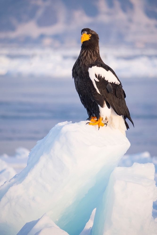 Picture of JAPAN-HOKKAIDO-RAUSU-STELLERS SEA EAGLE PORTRAIT OF A STELLERS SEA EAGLE ON A SNOW PERCH