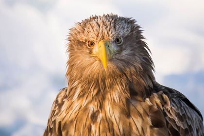 Picture of JAPAN-HOKKAIDO-RAUSU-WHITE-TAILED EAGLE-HALIAEETUS ALBICILLA HEADSHOT OF A WHITE-TAILED EAGLE