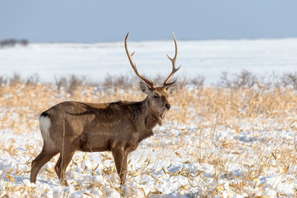 Picture of JAPAN-HOKKAIDO-SHIRETOKO PENINSULA A SIKA STAG POSES IN A SNOWY FIELD