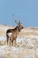 Picture of JAPAN-HOKKAIDO-SHIRETOKO PENINSULA A SIKA STAG POSES IN A SNOWY FIELD