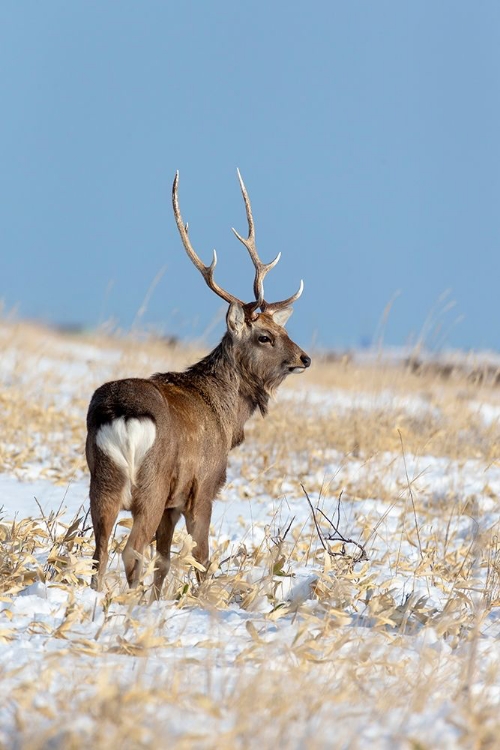 Picture of JAPAN-HOKKAIDO-SHIRETOKO PENINSULA A SIKA STAG POSES IN A SNOWY FIELD