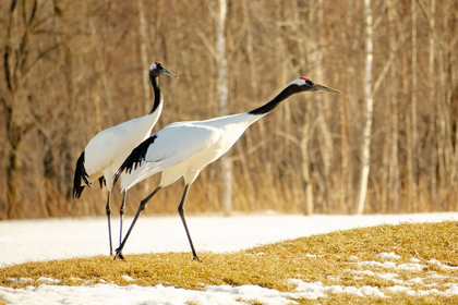 Picture of JAPAN-HOKKAIDO-KUSHIRO AN ADULT RED-CROWNED CRANE PREPARES TO TAKE FLIGHT