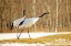 Picture of JAPAN-HOKKAIDO-KUSHIRO AN ADULT RED-CROWNED CRANE PREPARES TO TAKE FLIGHT