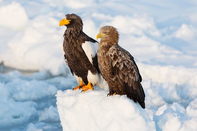 Picture of JAPAN-HOKKAIDO-RAUSU PORTRAIT OF A STELLERS SEA EAGLE NEST TO A WHITE-TAILED EAGLE