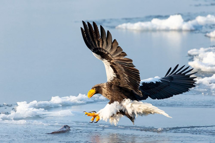Picture of JAPAN-HOKKAIDO-RAUSU A STELLERS SEA EAGLE SWOOPS DOWN WITH TALONS OUTSTRETCHED