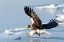 Picture of JAPAN-HOKKAIDO-RAUSU A STELLERS SEA EAGLE SWOOPS DOWN WITH TALONS OUTSTRETCHED