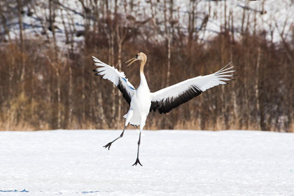 Picture of JAPAN-HOKKAIDO-KUSHIRO AN IMMATURE RED-CROWNED CRANE SPREADS ITS WINGS IN ITS DANCE PRACTICE