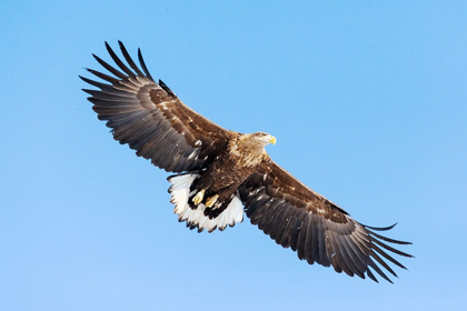 Picture of JAPAN-HOKKAIDO-KUSHIRO PORTRAIT OF A WHITE-TAILED EAGLE IN FLIGHT