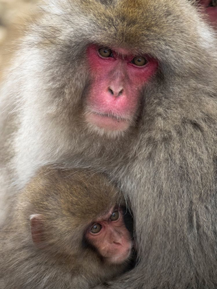 Picture of JAPAN-NAGANO PORTRAIT OF A JAPANESE MACAQUE CUDDLING HER BABY