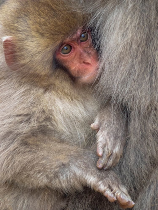 Picture of JAPAN-NAGANO A BABY JAPANESE MACAQUE LOOKS OUT FROM CUDDLING IN ITS MOTHERS FUR TO KEEP WARM