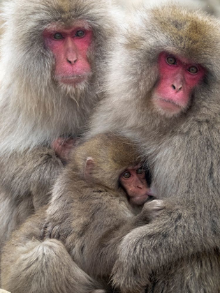 Picture of JAPAN-NAGANO PORTRAIT OF A JAPANESE MACAQUE CUDDLING HER BABY WHILE A RELATIVE SITS BESIDE THEM