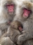 Picture of JAPAN-NAGANO PORTRAIT OF A JAPANESE MACAQUE CUDDLING HER BABY WHILE A RELATIVE SITS BESIDE THEM