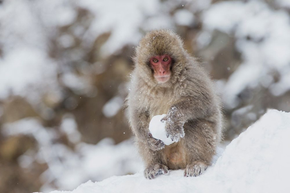 Picture of JAPAN-NAGANO A YOUNG JAPANESE MACAQUE PLAYS WITH A SNOWBALL