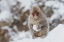 Picture of JAPAN-NAGANO A YOUNG JAPANESE MACAQUE PLAYS WITH A SNOWBALL